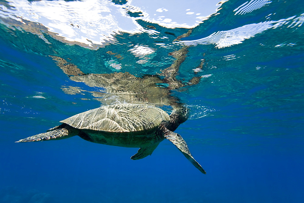 Green sea turtle (Chelonia mydas) at cleaning station at Olowalu Reef, Maui, Hawaii, USA