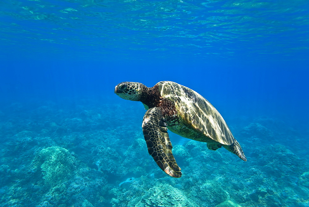 Green sea turtle (Chelonia mydas) at cleaning station at Olowalu Reef, Maui, Hawaii, USA