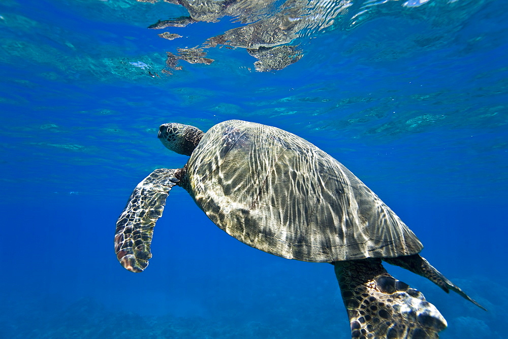 Green sea turtle (Chelonia mydas) at cleaning station at Olowalu Reef, Maui, Hawaii, USA