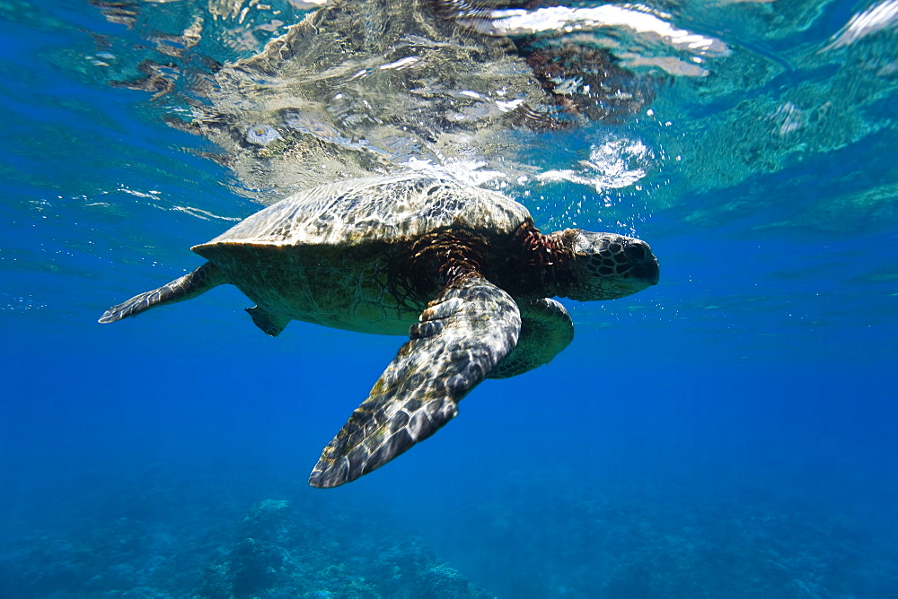 Green sea turtle (Chelonia mydas) at cleaning station at Olowalu Reef, Maui, Hawaii, USA