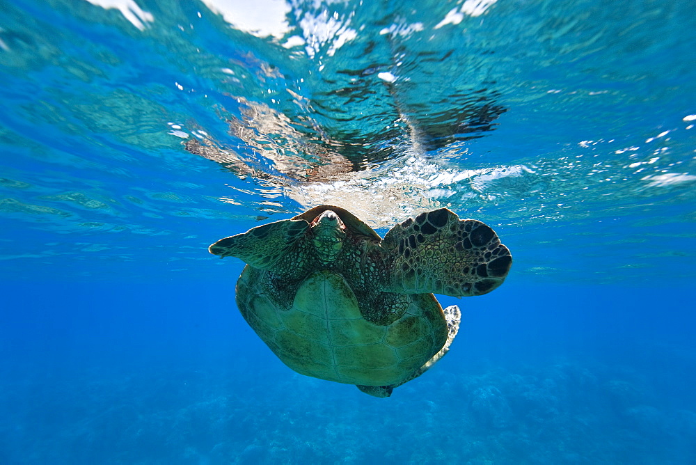 Green sea turtle (Chelonia mydas) at cleaning station at Olowalu Reef, Maui, Hawaii, USA