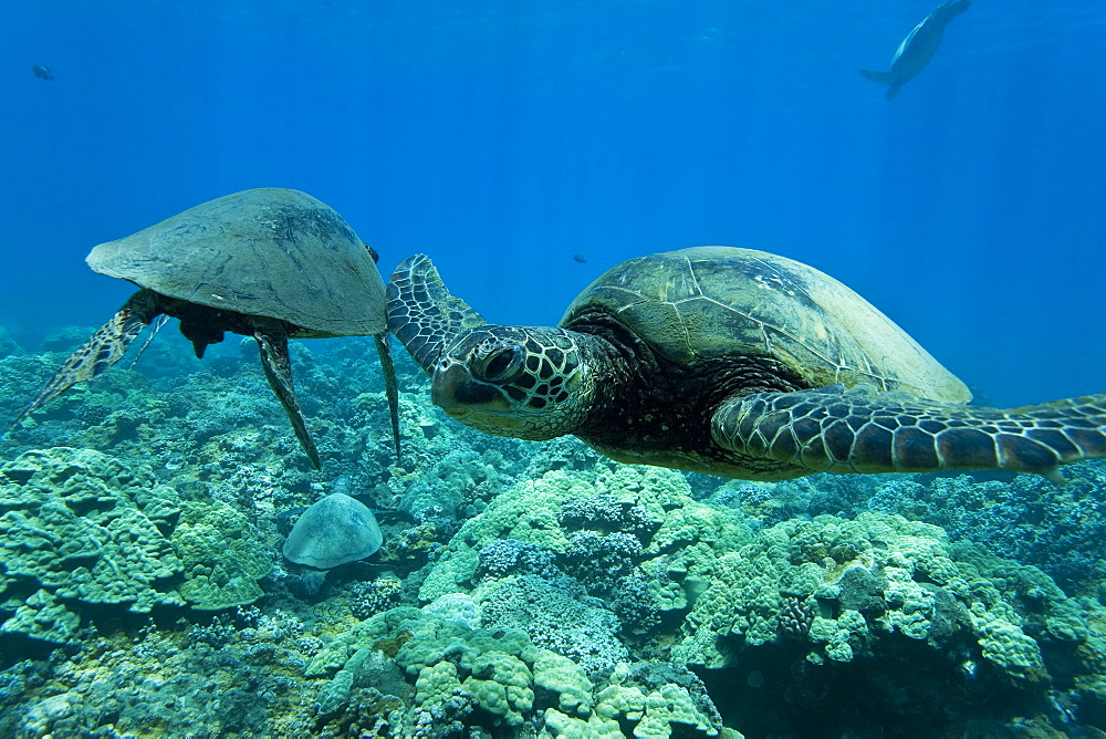 Green sea turtle (Chelonia mydas) at cleaning station at Olowalu Reef, Maui, Hawaii, USA