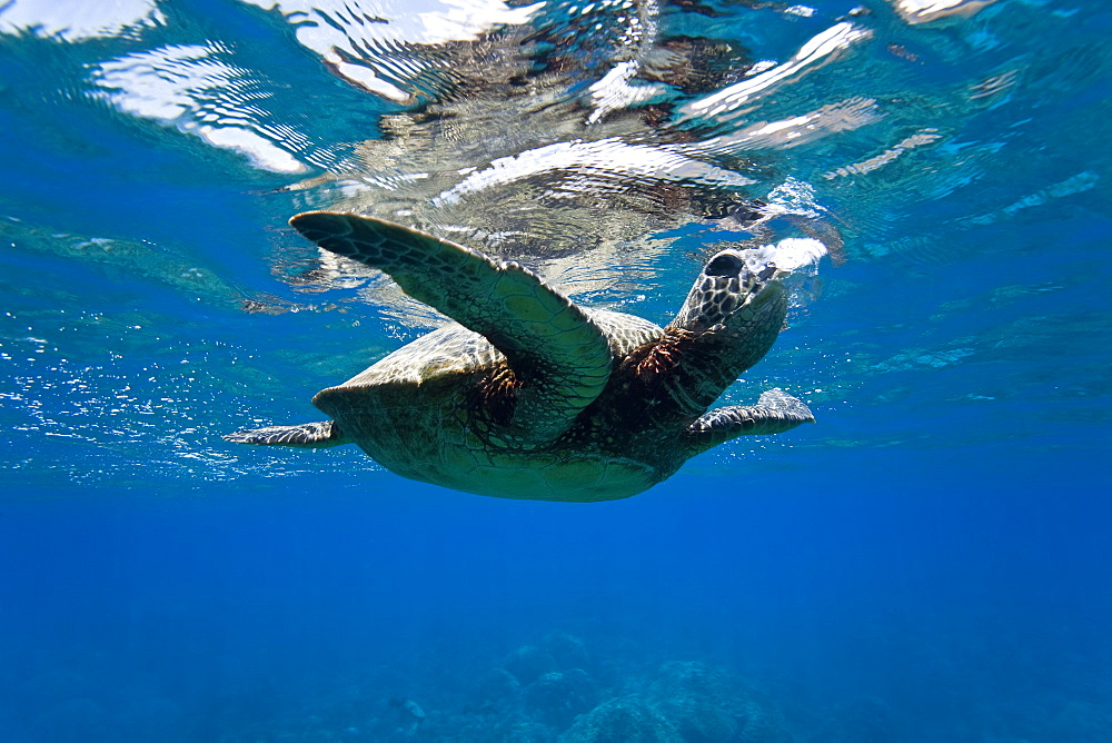 Green sea turtle (Chelonia mydas) at cleaning station at Olowalu Reef, Maui, Hawaii, USA