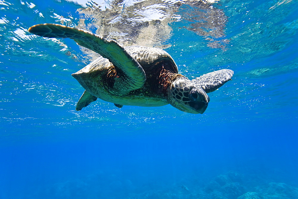 Green sea turtle (Chelonia mydas) at cleaning station at Olowalu Reef, Maui, Hawaii, USA