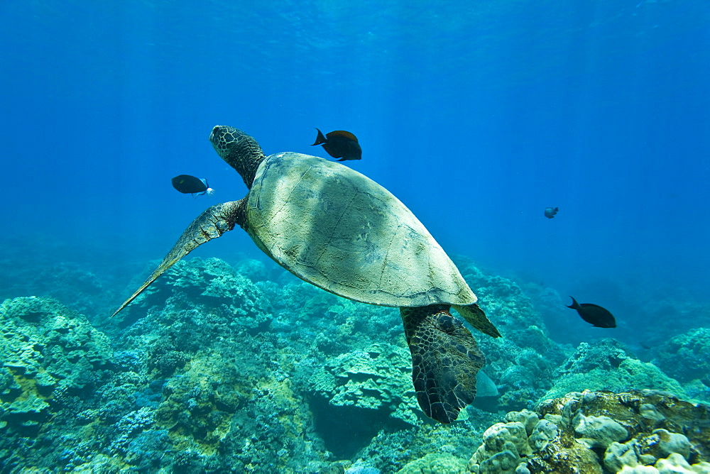 Green sea turtle (Chelonia mydas) at cleaning station at Olowalu Reef, Maui, Hawaii, USA