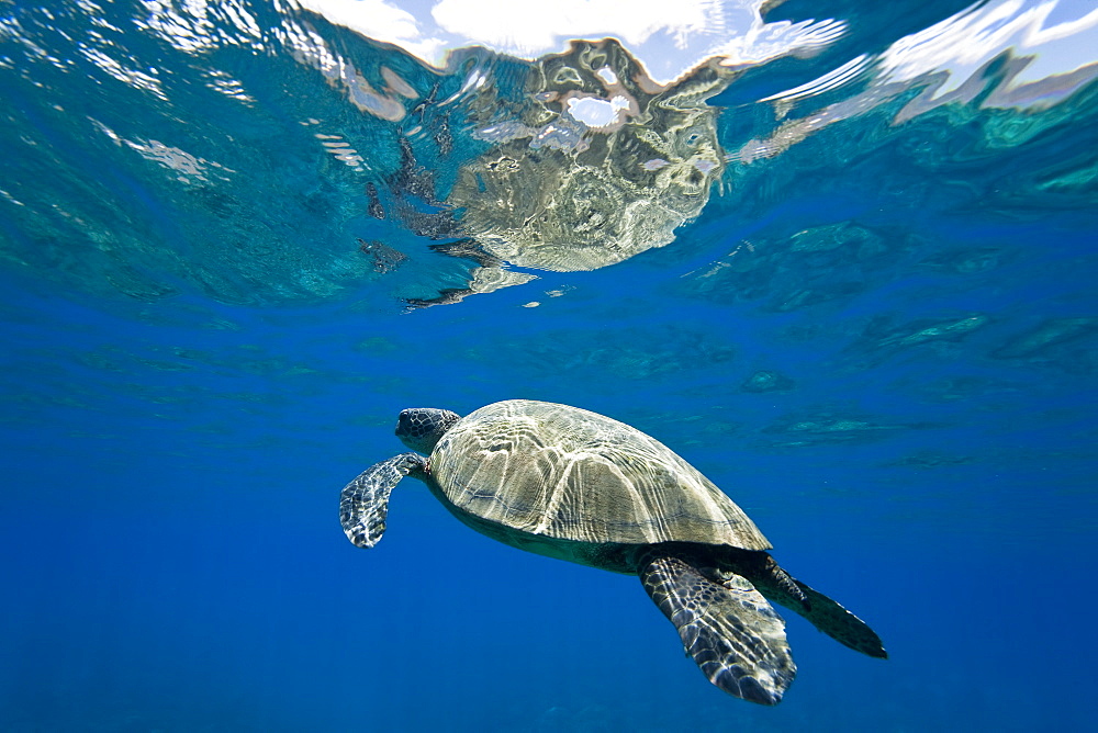 Green sea turtle (Chelonia mydas) at cleaning station at Olowalu Reef, Maui, Hawaii, USA