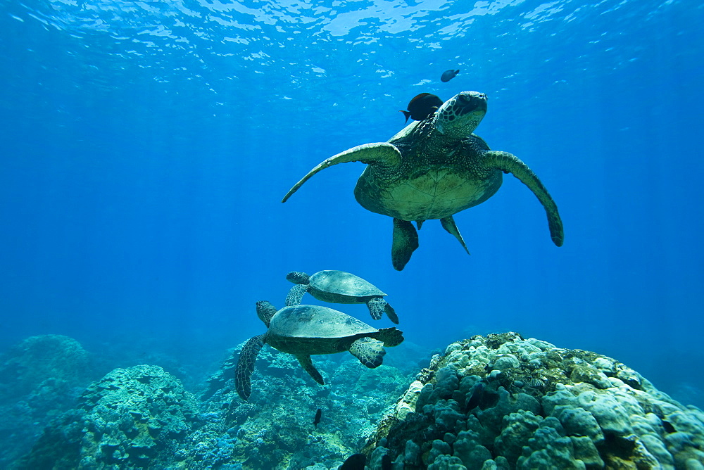 Green sea turtle (Chelonia mydas) at cleaning station at Olowalu Reef, Maui, Hawaii, USA