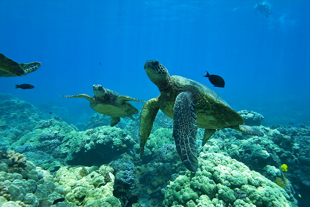 Green sea turtle (Chelonia mydas) at cleaning station at Olowalu Reef, Maui, Hawaii, USA