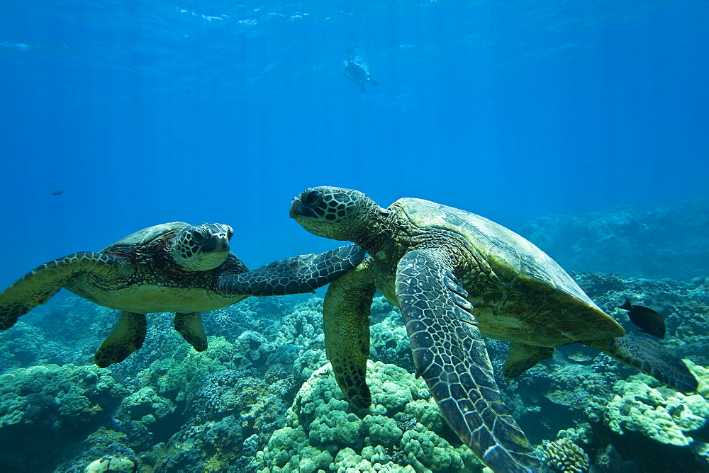 Green sea turtle (Chelonia mydas) at cleaning station at Olowalu Reef, Maui, Hawaii, USA