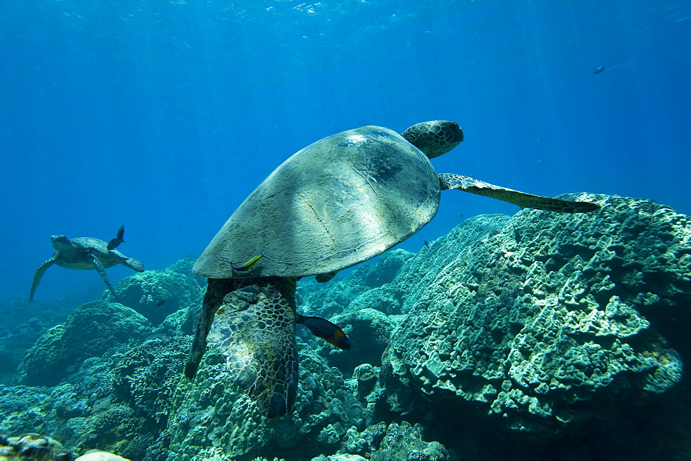 Green sea turtle (Chelonia mydas) at cleaning station at Olowalu Reef, Maui, Hawaii, USA