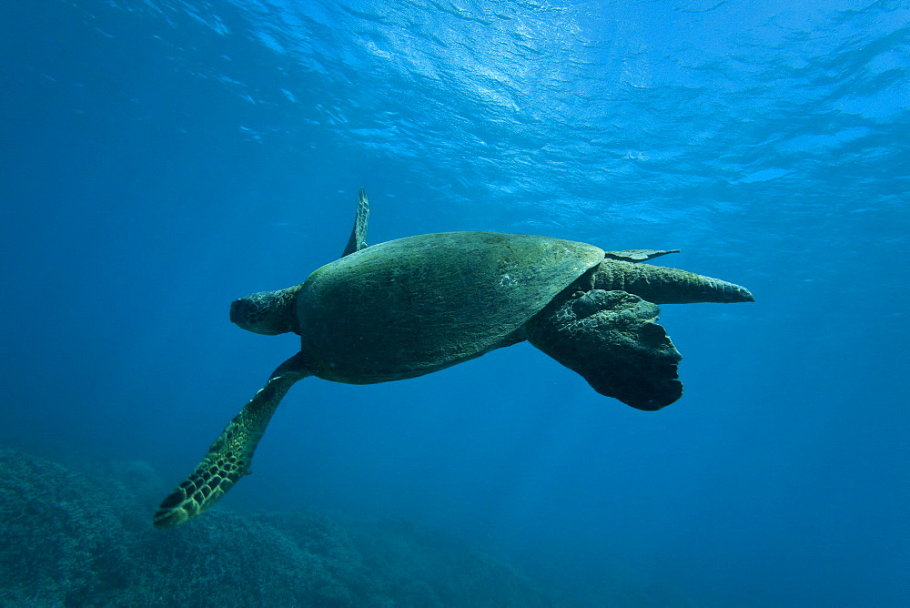 Green sea turtle (Chelonia mydas) at cleaning station at Olowalu Reef, Maui, Hawaii, USA