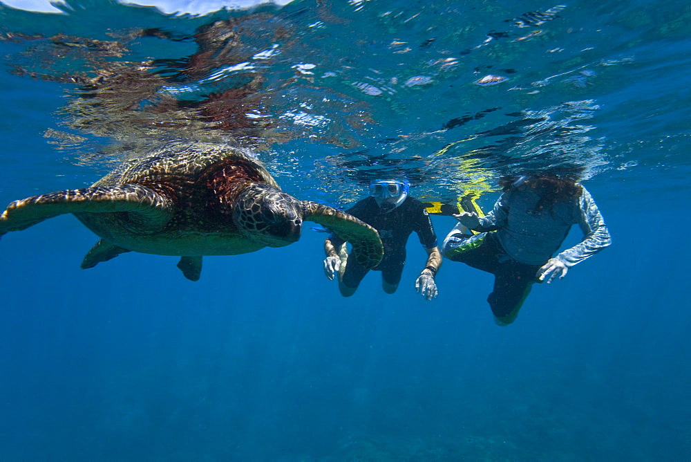 Snorkeler with green sea turtle (Chelonia mydas) at cleaning station at Olowalu Reef on the west side of the island of Maui, Hawaii, USA