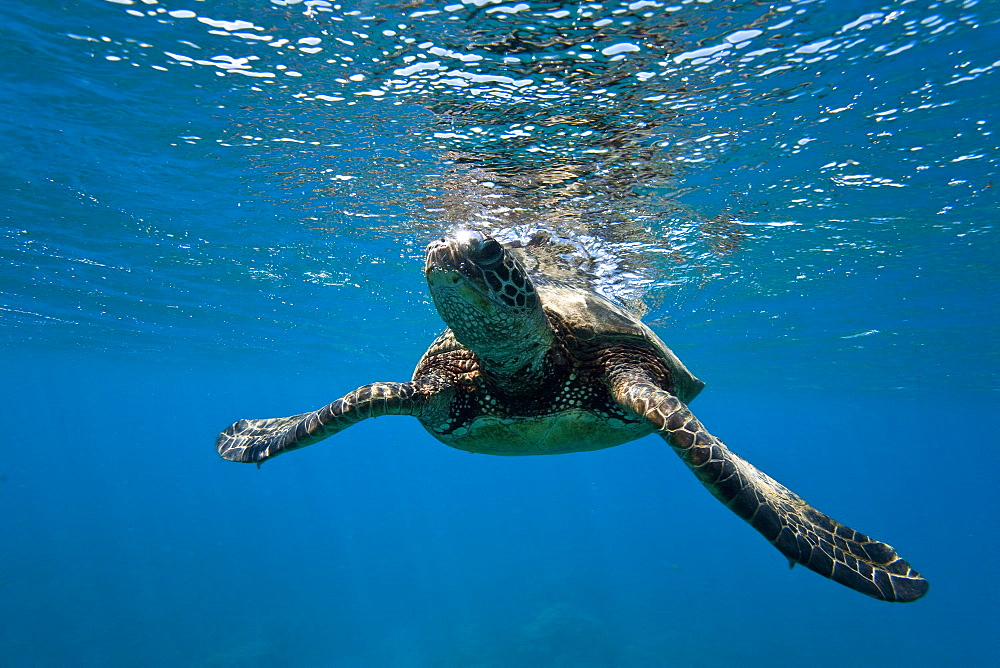 Green sea turtle (Chelonia mydas) at cleaning station at Olowalu Reef, Maui, Hawaii, USA