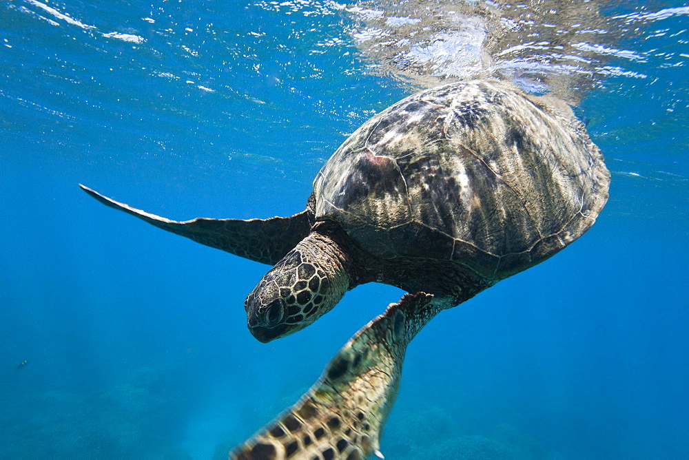 Green sea turtle (Chelonia mydas) at cleaning station at Olowalu Reef, Maui, Hawaii, USA