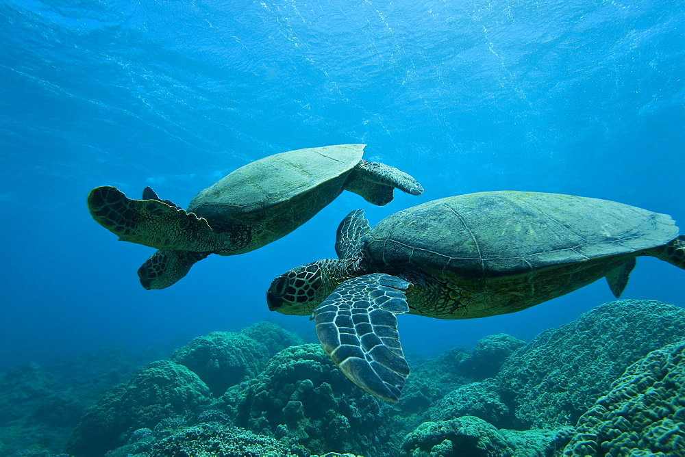 Green sea turtle (Chelonia mydas) at cleaning station at Olowalu Reef, Maui, Hawaii, USA