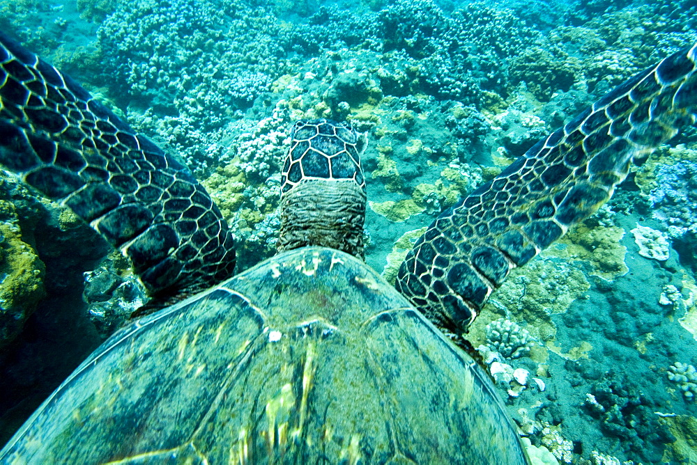 Green sea turtle (Chelonia mydas) at cleaning station at Olowalu Reef, Maui, Hawaii, USA