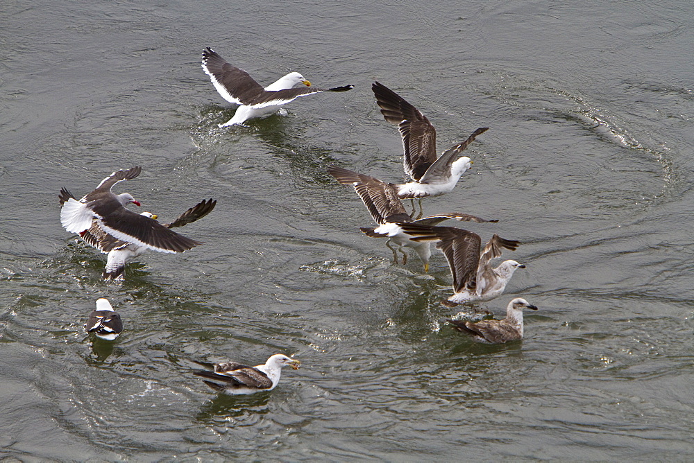 Adult kelp gull (Larus dominicanus) foraging for small crustaceans in Ushuaia, Tierra del Fuego, Argentina, Southern Ocean