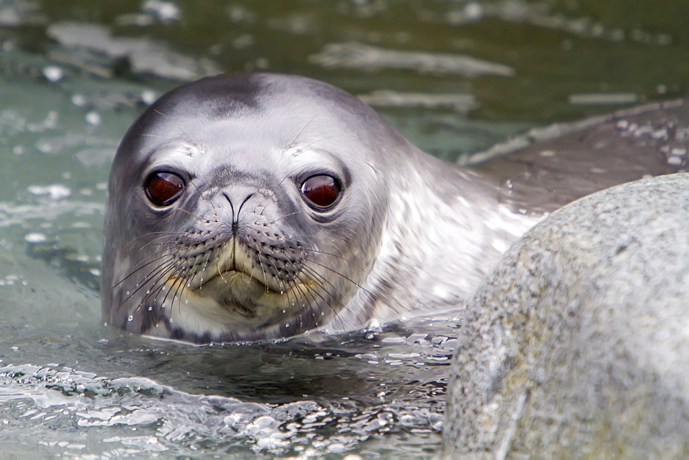 Weddell seal (Leptonychotes weddellii) pup on Weinke Island near the Antarctic Peninsula, Southern Ocean