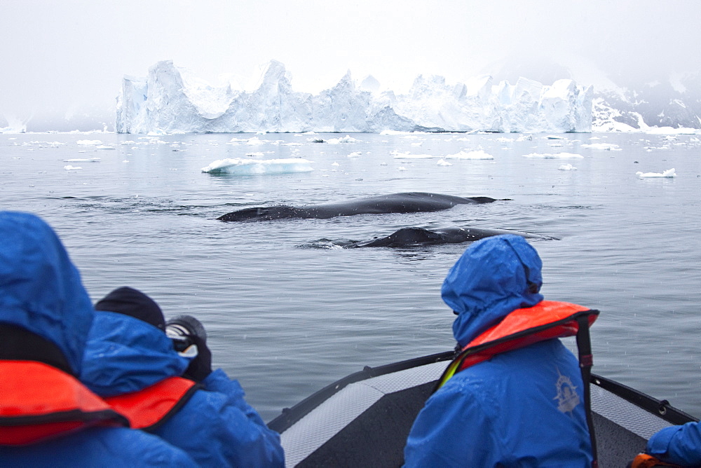 Humpback whales (Megaptera novaeangliae) surfacing near Zodiac near the Antarctic Peninsula, Antarctica, Southern Ocean