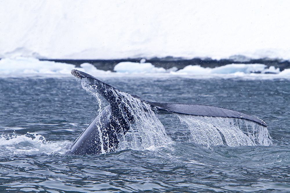 Humpback whale (Megaptera novaeangliae) fluke-up dive near the Antarctic Peninsula, Antarctica, Southern Ocean