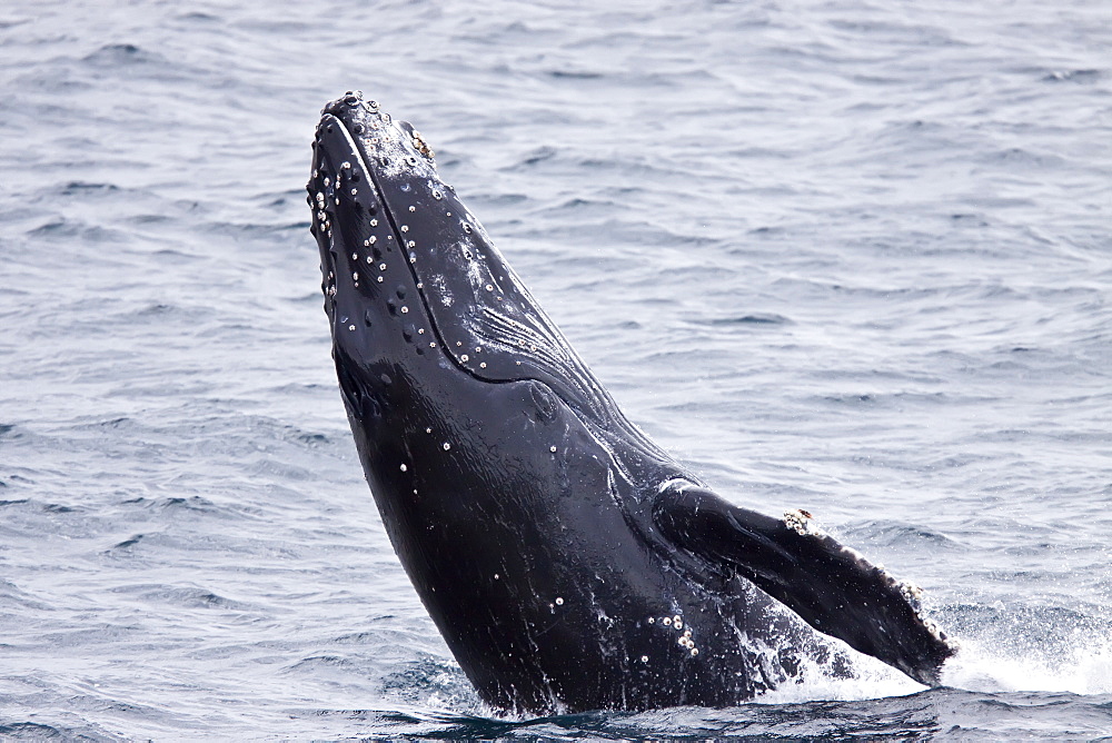 Humpback whale (Megaptera novaeangliae) calf breaching near the Antarctic Peninsula, Antarctica, Southern Ocean