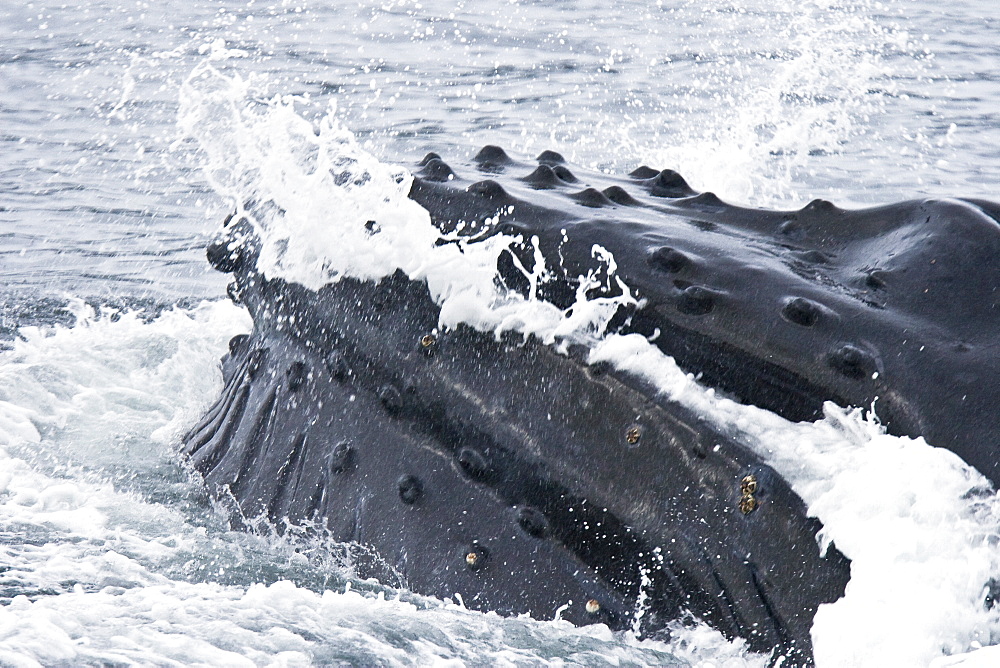 A group of adult humpback whales (Megaptera novaeangliae) co-operatively "bubble-net" feeding in Snow Pass in Southeast Alaska, USA