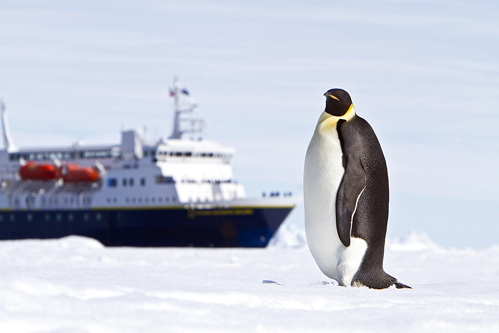 Adult emperor penguin (Aptenodytes forsteri) near the Lindblad Expedition Ship National Geographic Explorer in Antarctica in the summer months.