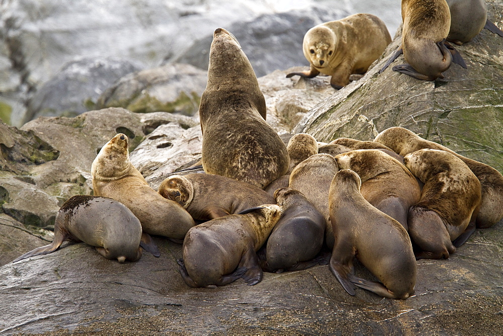 South American sea lion (Otaria flavescens) hauled out on small rocky islet just outside Ushuaia, Argentina in the Beagle Channel