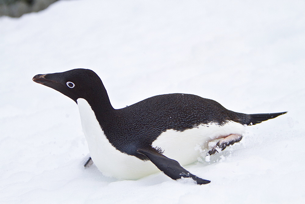 Adelie penguin (Pygoscelis adeliae) tobogganing near the Antarctic Peninsula, Antarctica. 