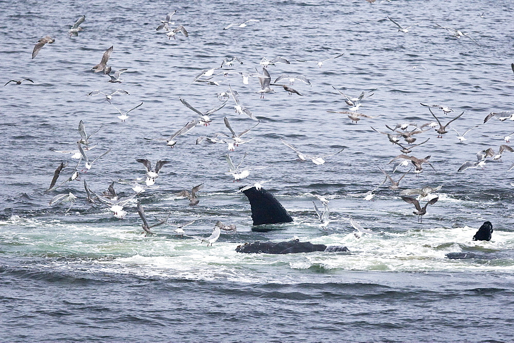 A group of adult humpback whales (Megaptera novaeangliae) co-operatively "bubble-net" feeding in Snow Pass in Southeast Alaska, USA. Pacific Ocean.    (rr)