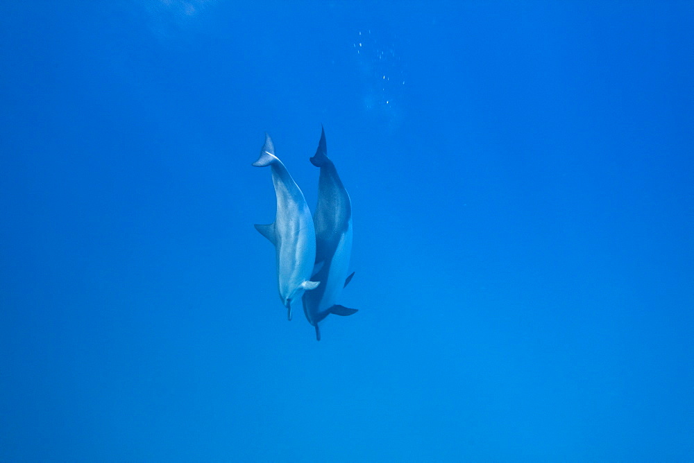 Hawaiian Spinner Dolphin pod (Stenella longirostris) underwater in Honolua Bay off the northwest coast of Maui, Hawaii, USA, Pacific Ocean