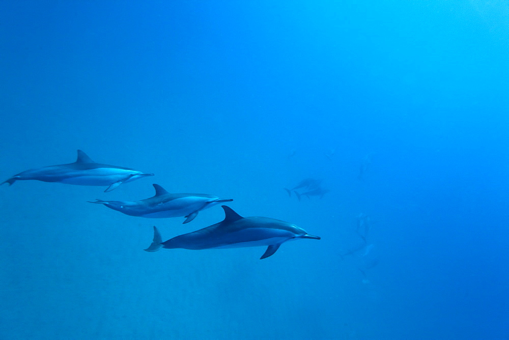 Hawaiian Spinner Dolphin pod (Stenella longirostris) underwater in Honolua Bay off the northwest coast of Maui, Hawaii, USA, Pacific Ocean