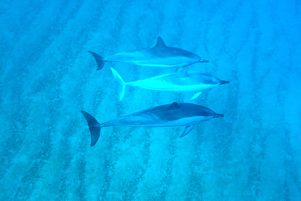 Hawaiian Spinner Dolphin pod (Stenella longirostris) underwater in Honolua Bay off the northwest coast of Maui, Hawaii, USA, Pacific Ocean