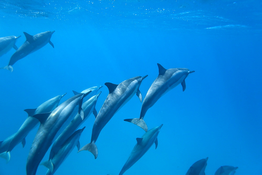 Hawaiian Spinner Dolphin pod (Stenella longirostris) underwater in Honolua Bay off the northwest coast of Maui, Hawaii, USA, Pacific Ocean