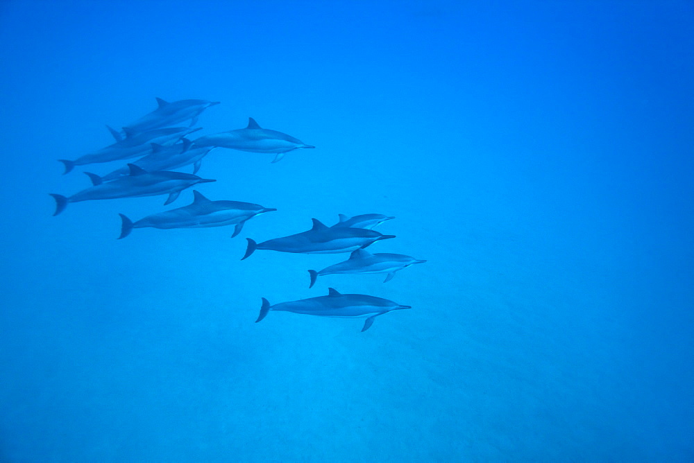 Hawaiian Spinner Dolphin pod (Stenella longirostris) underwater in Honolua Bay off the northwest coast of Maui, Hawaii, USA, Pacific Ocean