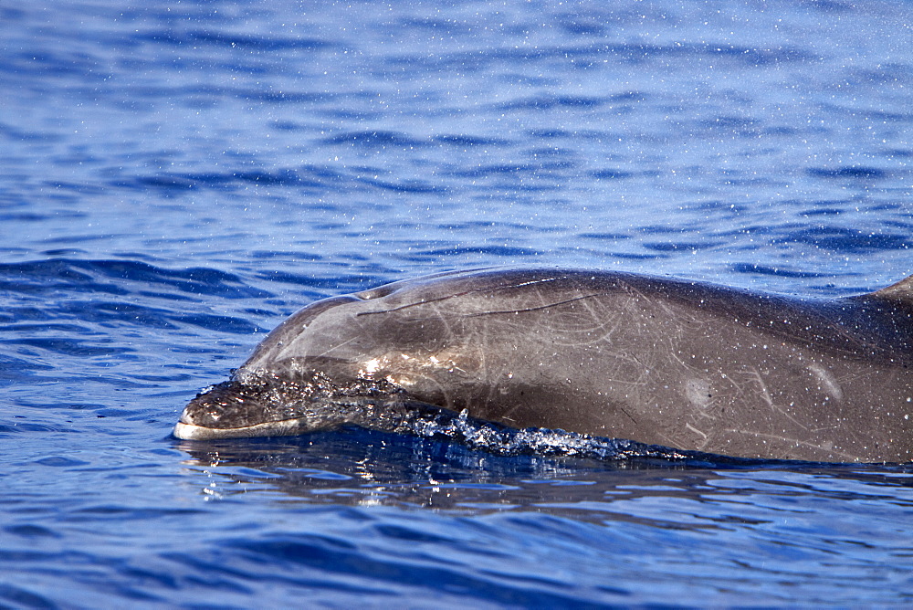 A small pod of bottlenose dolphins (Tursiops truncatus) surfacing of the west coast of the Island of Maui, Hawaii, USA. Pacific Ocean.