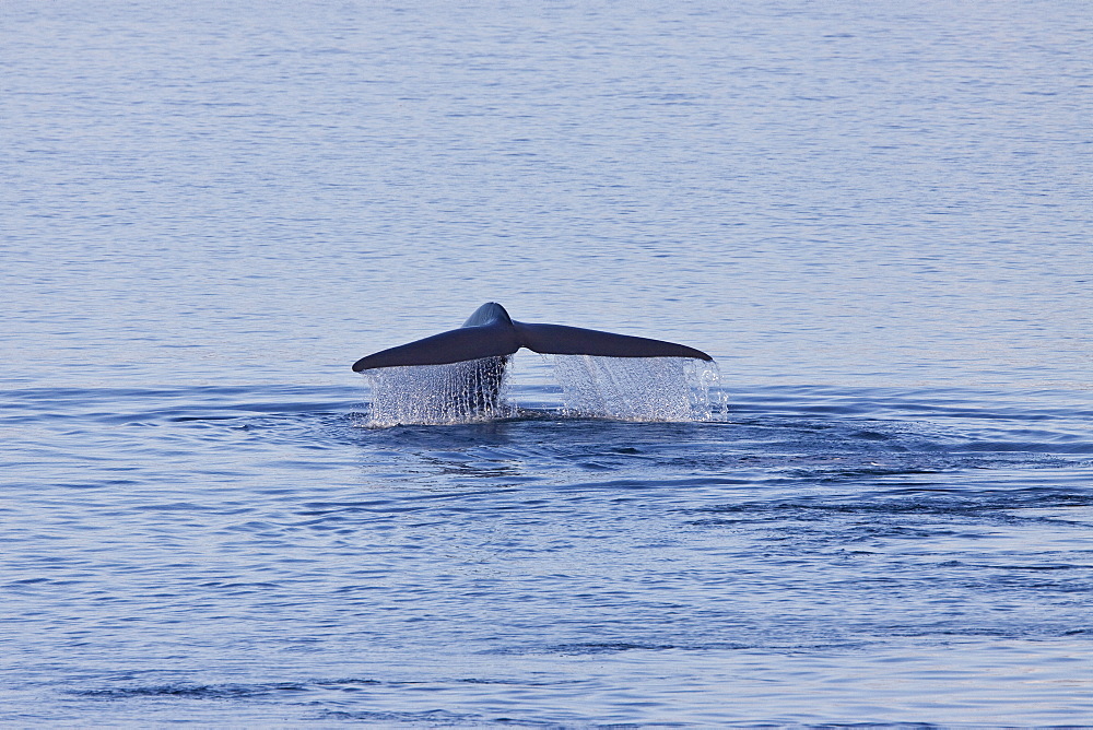 A very rare sighting of an adult blue Whale (Balaenoptera musculus) flukes-up dive off the northwestern side of Spitsbergen Island in the Svalbard Archipelago, Barents Sea, Norway