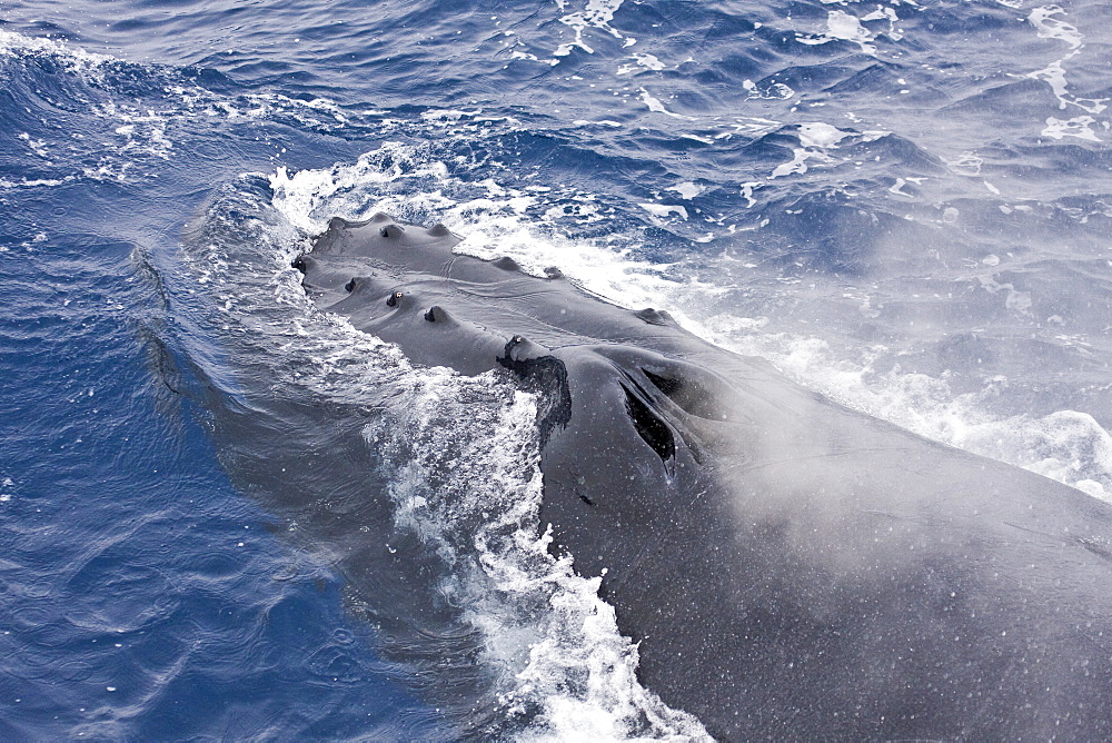 Mother and curious calf humpback whales (Megaptera novaeangliae) with third adult in Drake Passage