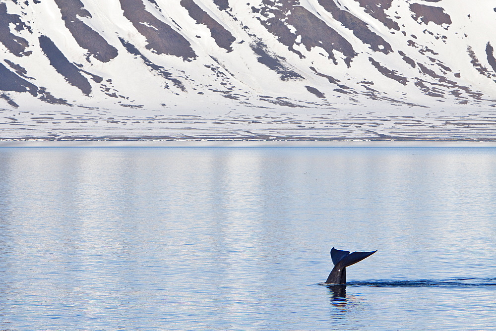 A very rare sighting of an adult blue Whale (Balaenoptera musculus) flukes-up dive off the northwestern side of Spitsbergen Island in the Svalbard Archipelago, Barents Sea, Norway