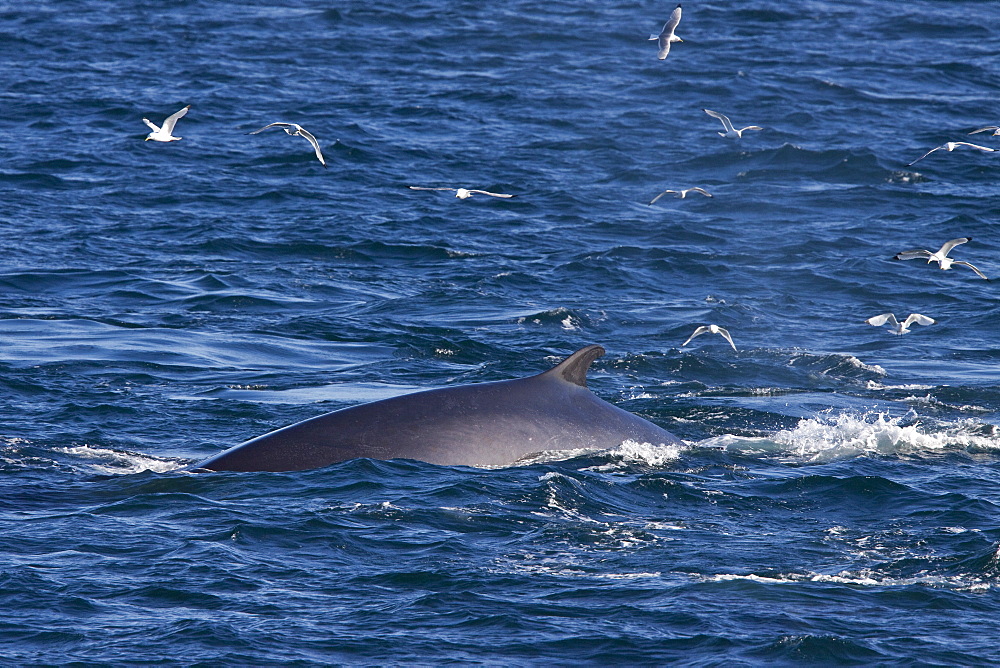 Adult fin whale (Balaenoptera physalus) sub-surface feeding in the rich waters off the continental shelf on the west side of Spitsbergen Island in the Barents Sea, Norway