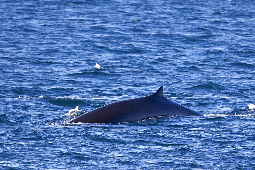 Adult fin whale (Balaenoptera physalus) sub-surface feeding in the rich waters off the continental shelf on the west side of Spitsbergen Island in the Barents Sea, Norway