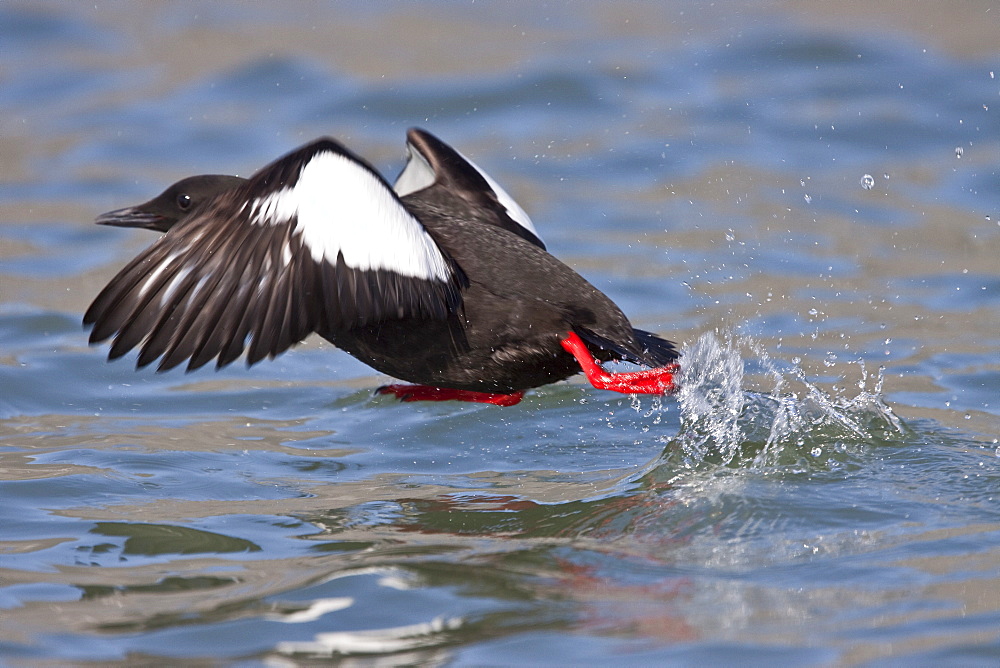 Adult black guillemot (Cepphus grylle) taking flight in the Svalbard Archipelago in the Barents Sea, Norway