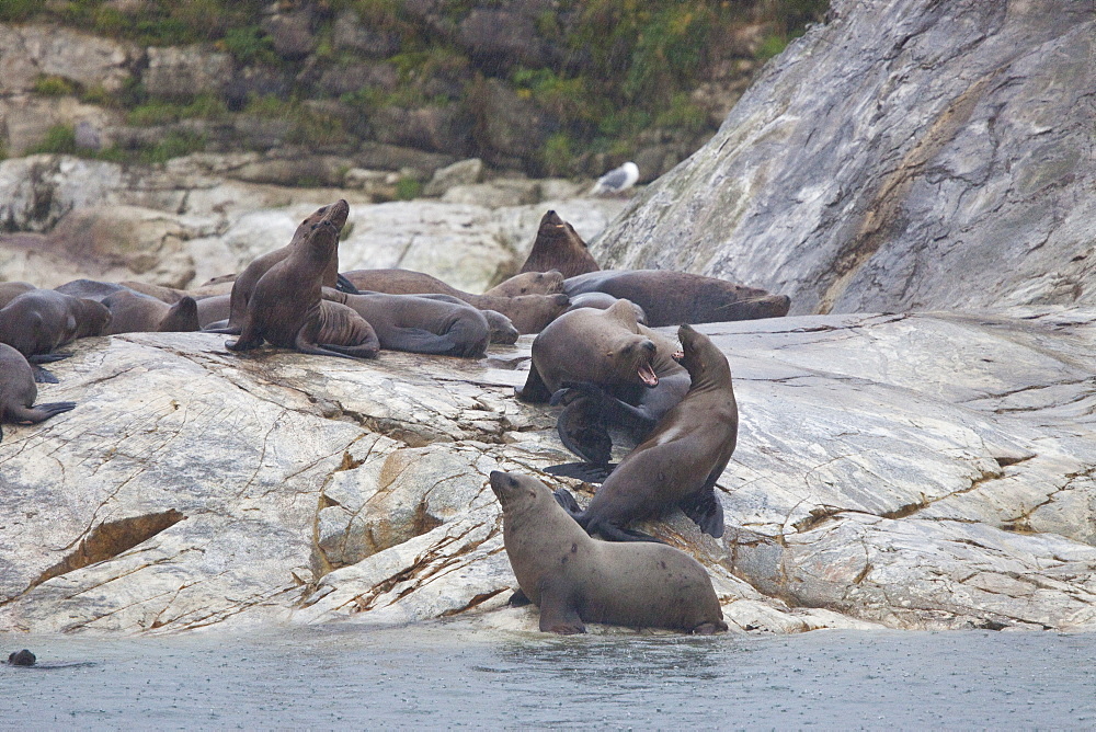 Northern (Steller) sea lion (Eumetopias jubatus) hauled out on South Marble Island in Southeastern Alaska, USA, Pacific Ocean