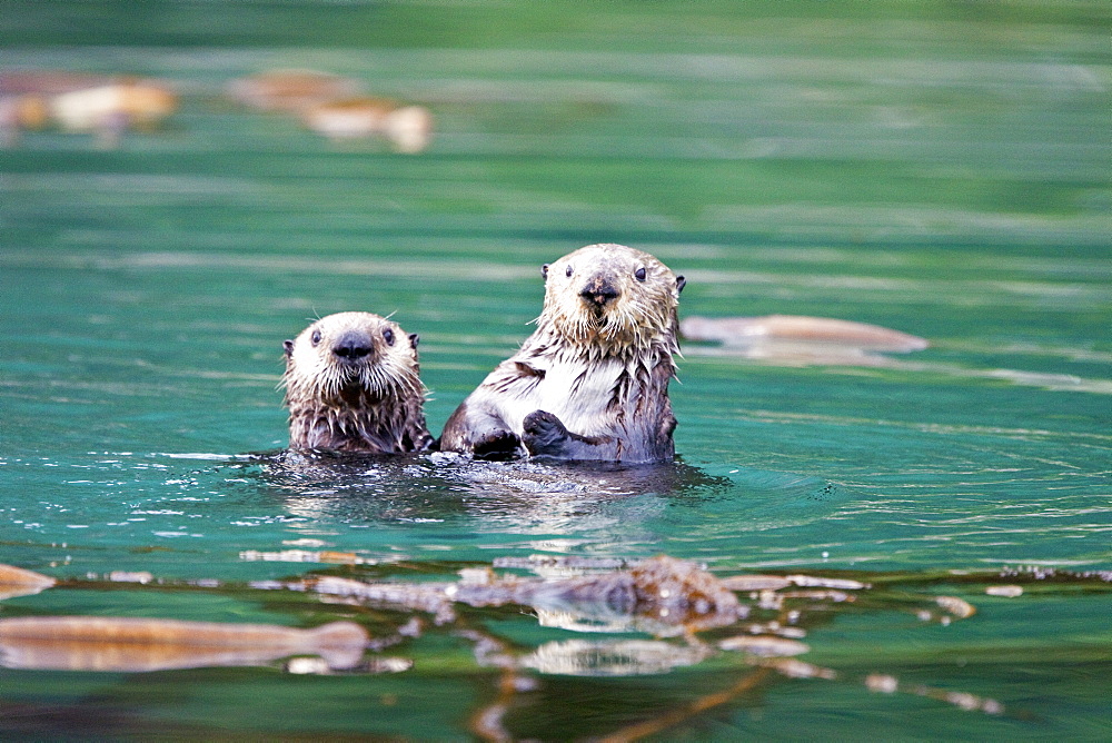 Adult sea otter (Enhydra lutris kenyoni) mother and pup in Inian Pass, Southeastern Alaska, USA. Pacific Ocean