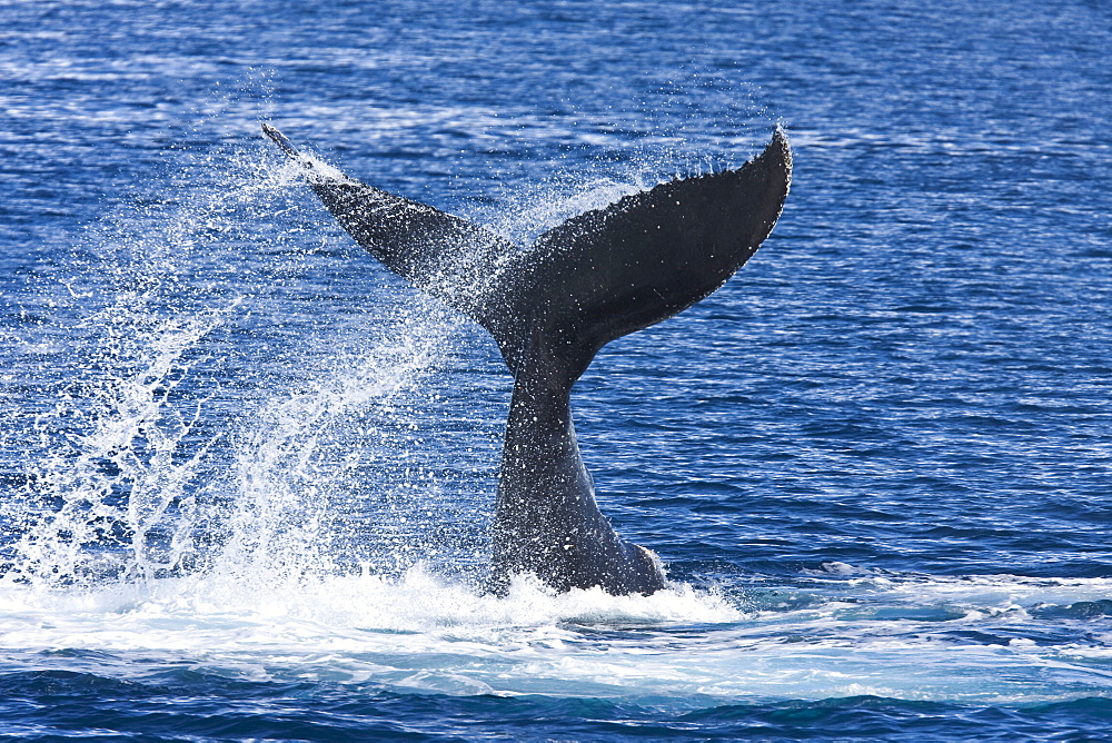 Adult humpback whales (Megaptera novaeangliae) in Dahlman Bay, South Shetland Island Group, Antarctica