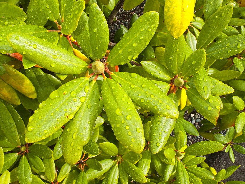 Morning dew on plants in Prince Rupert, British Columbia, Canada.