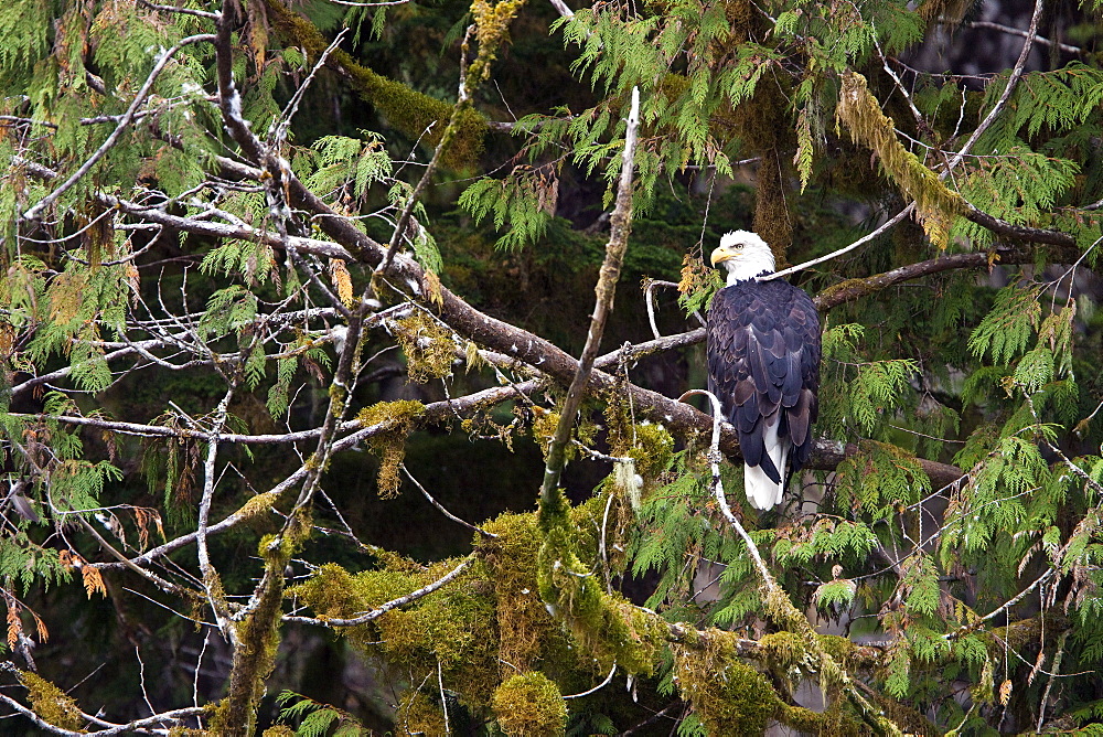 Adult bald eagle (Haliaeetus leucocephalus) just outside of Sitka, Southeast Alaska, USA. Pacific Ocean