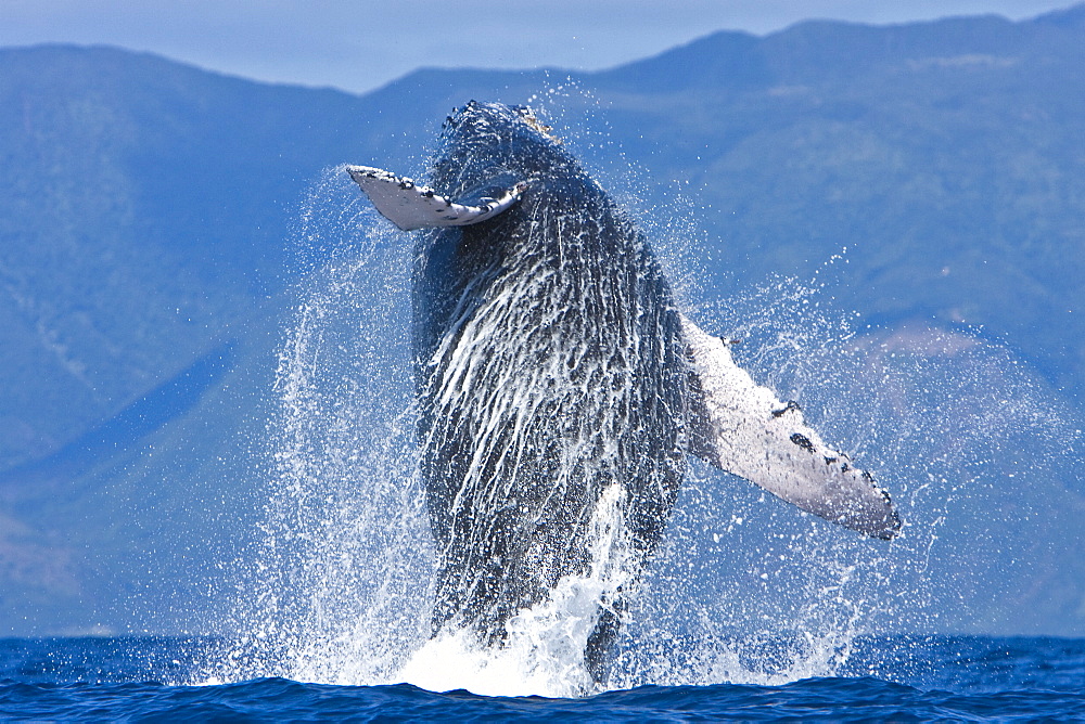 Humpback whale (Megaptera novaeangliae) in the AuAu Channel between the islands of Maui and Lanai, Hawaii, USA