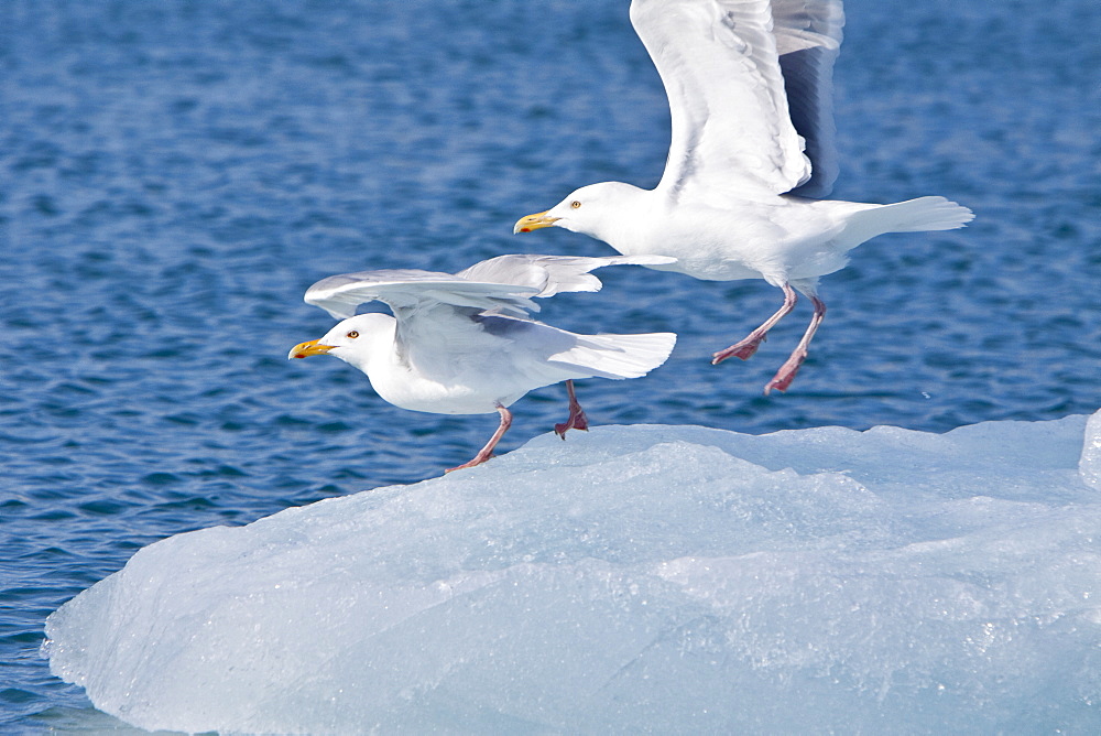 Glaucous gull (Larus hyperboreus) on iceberg near Monaco Glacier on the north side of Spitsbergen in the Svalbard Archipelago in the Barents Sea, Norway