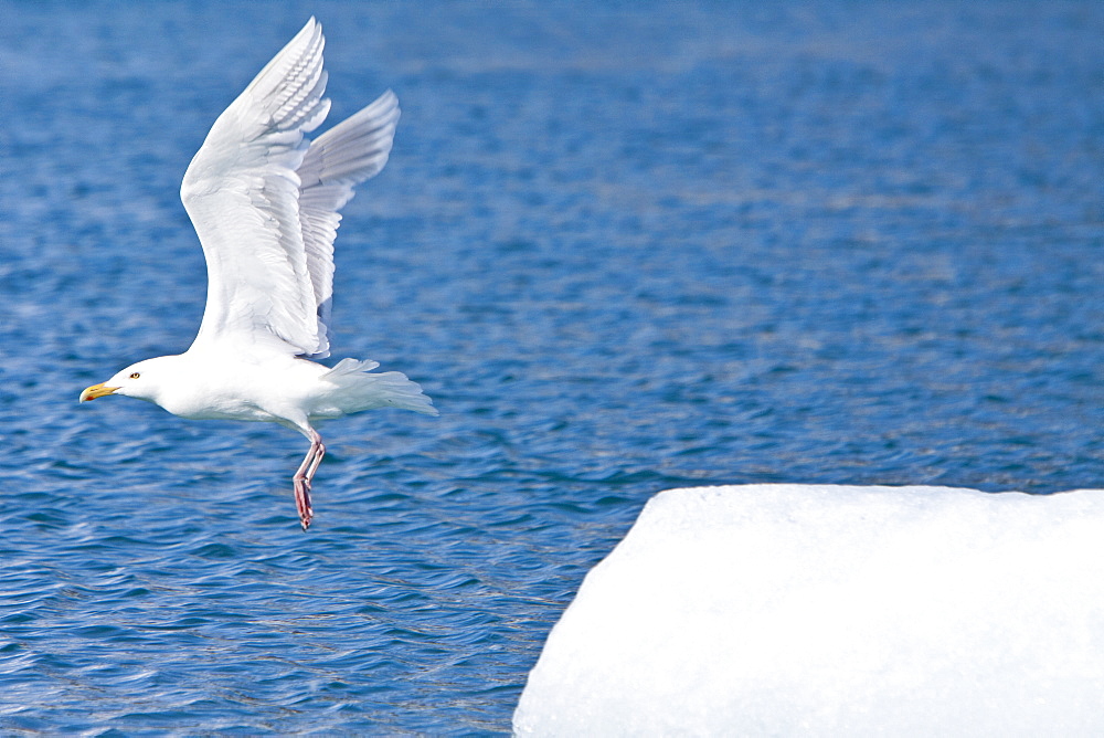 Glaucous gull (Larus hyperboreus) on iceberg near Monaco Glacier on the north side of Spitsbergen in the Svalbard Archipelago in the Barents Sea, Norway